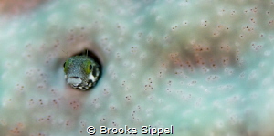 A secretary blenny checking out it's surroundings by Brooke Sippel 